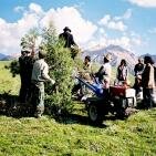 Loading the Tree